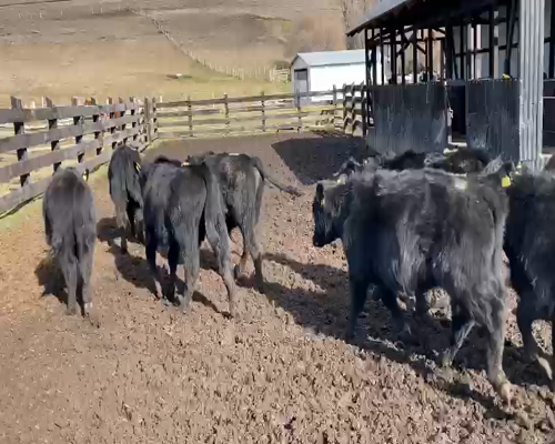 Lote 23 Ternero en Coyhaique, XI Región Aysén