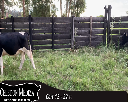 Lote (Vendido)22 Terneros Holando 19 HO,  2 KIWI,  1 PARDO SUIZO a remate en 14 remate por pantalla - Celedón 216kg - , Canelones