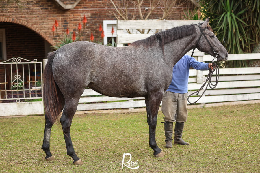 Lote BELLA EPOCA