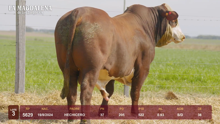 Lote Lote 3 - Braford