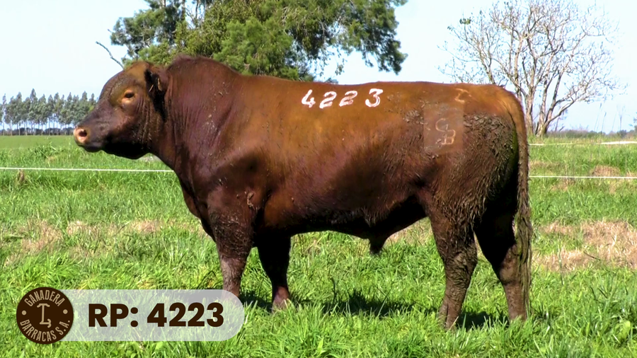 Lote RP 4223