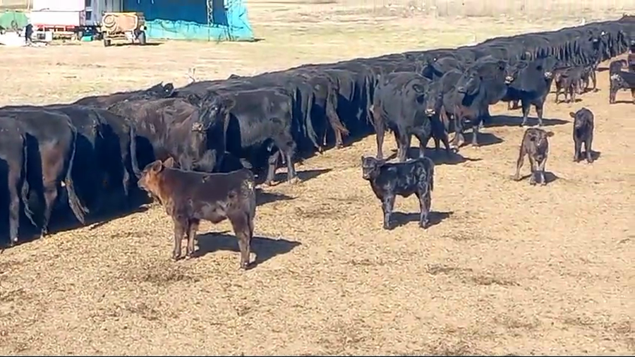 Lote 75 Terneros A TÉRMINO en Pehuajó