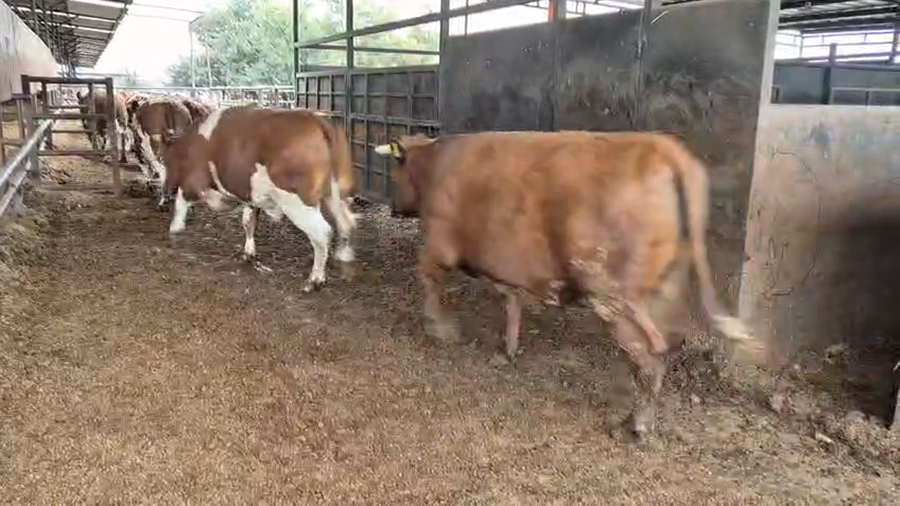Lote 20 Novillo Gordo en Linares, VII  Región Maule