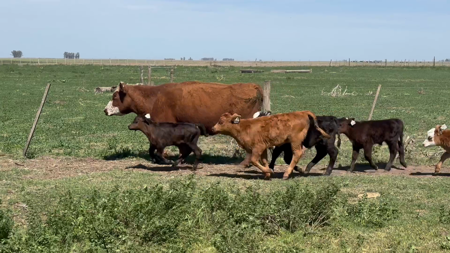 Lote 47 Vacas con Cría  en Buenos Aires, Lincoln