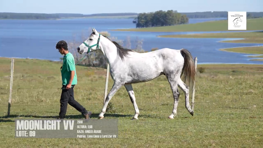 Lote MOONLIGHT VV