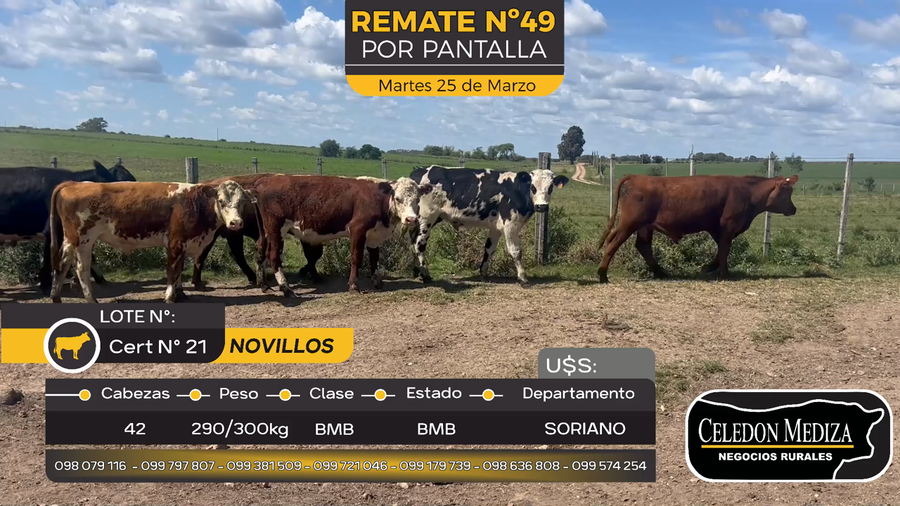 Lote 42 Novillos en Duraznito, Soriano
