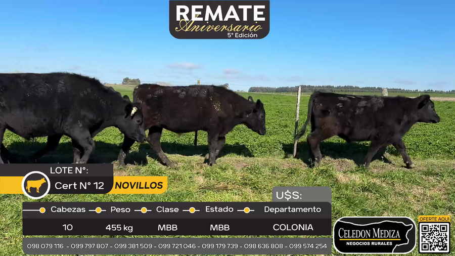 Lote 10 Novillos en Riachuelo, Colonia