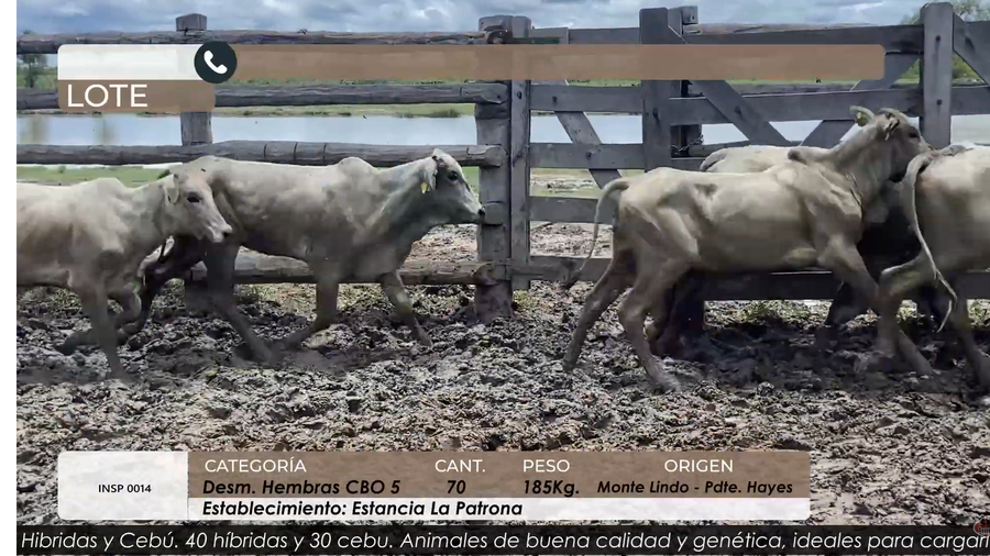 Lote DESM HEMBRAS CBO 5