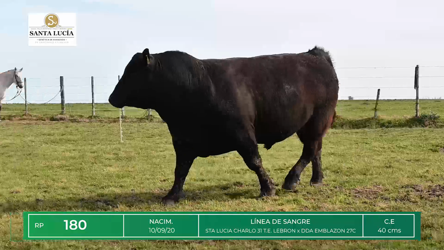Lote TOROS ANGUS