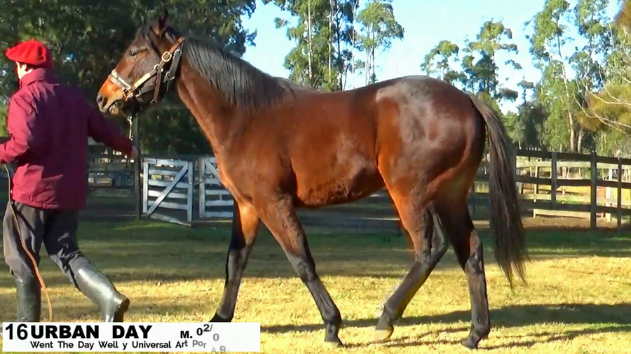 Lote URBAN DAY - NO SALE A VENTA