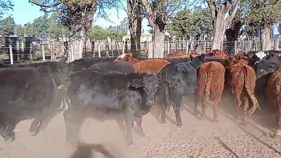 Lote 55 Novillitos en Del Campillo, Córdoba