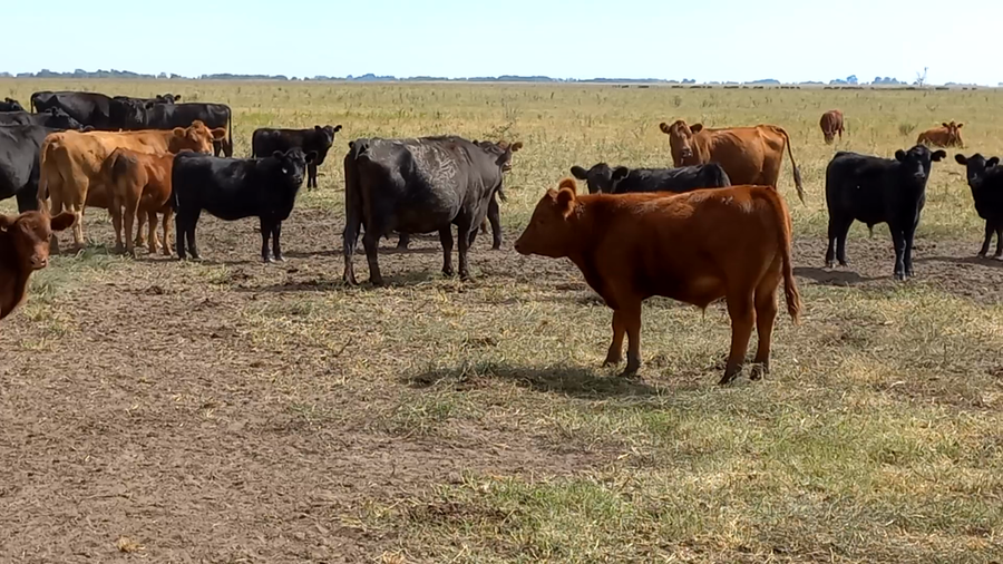 Lote 60 Terneros/as en Gral. Lamadrid, Buenos Aires