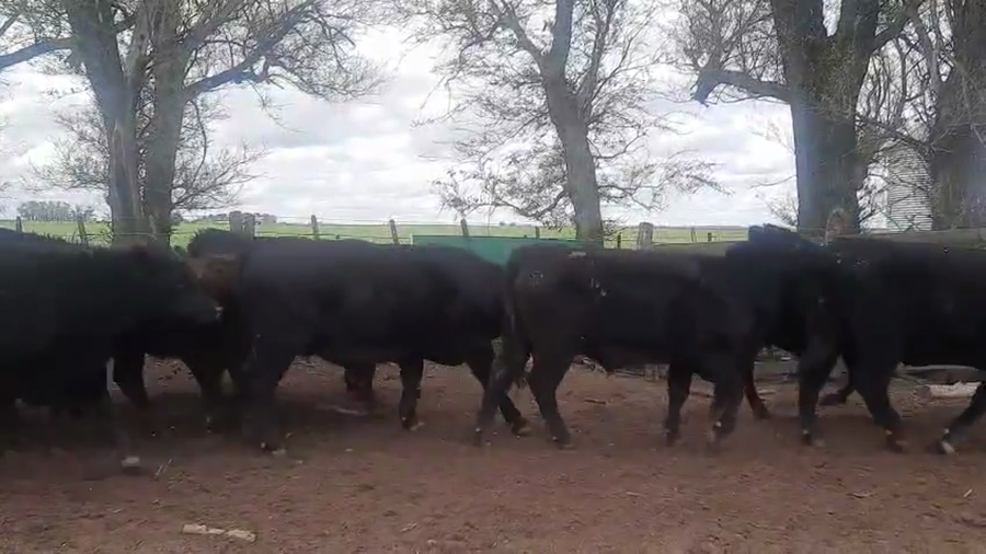 Lote 22 Novillitos EN PELLEGRINI