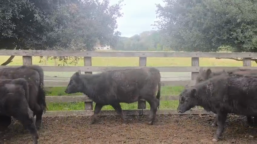 Lote 60 Terneros/as en Balcarce