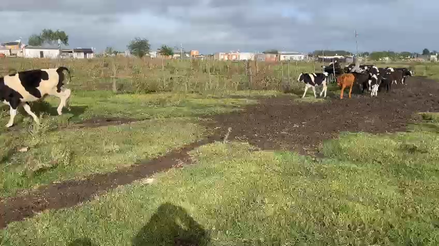 Lote 27 Terneros/as