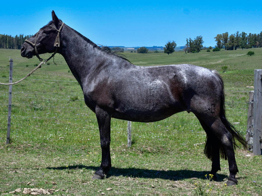 Lote Alpargata Bigotuda Carumbe