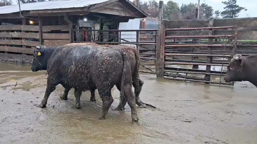 Lote 40 Novillo Gordo en Los Ángeles, VIII Región Biobío