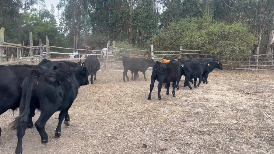 Lote 13 Novillo Engorda en V  Región Valparaíso, Santo Domingo