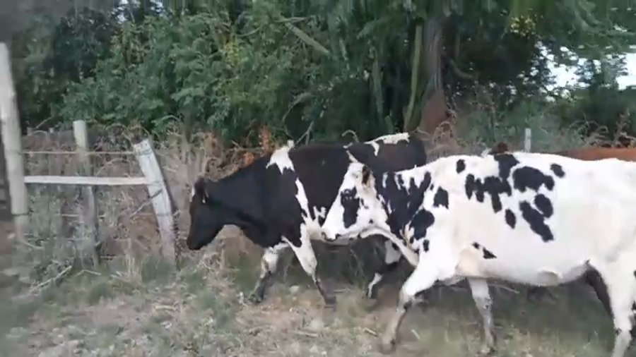 Lote 11 Vacas de Invernada a remate en Pantalla Camy - Aniversario 31 Años, San José