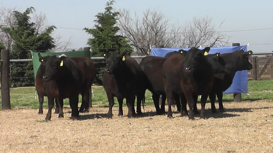 Lote VAQ.  ANGUS NEGRAS PC PREÑADAS PARICION PRIMAVERA