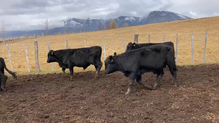 Lote 45 Ternero en Coyhaique, XI Región Aysén