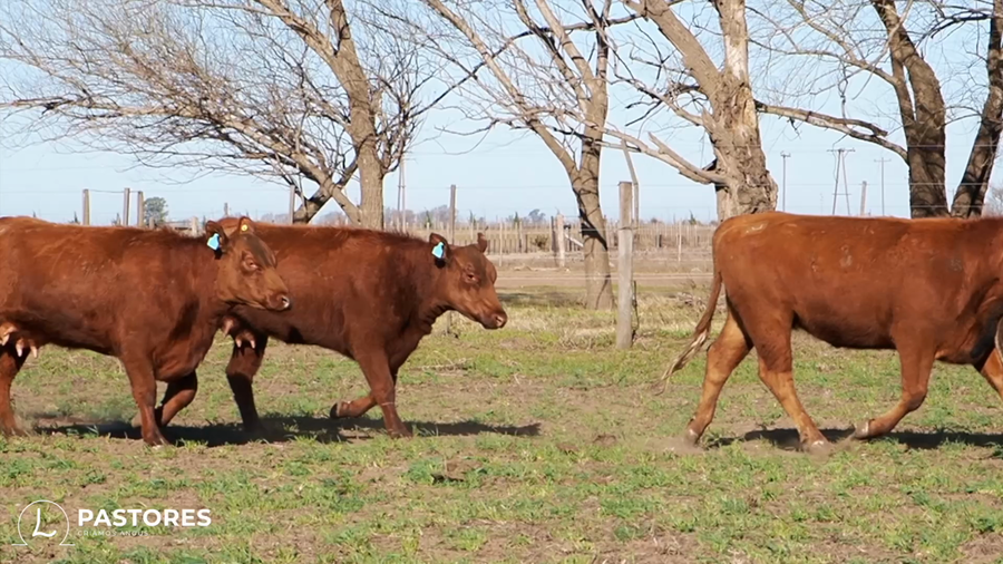 Lote CABAÑA PASTORES: 8 VAQUILLONAS COLORADAS  PARIDAS