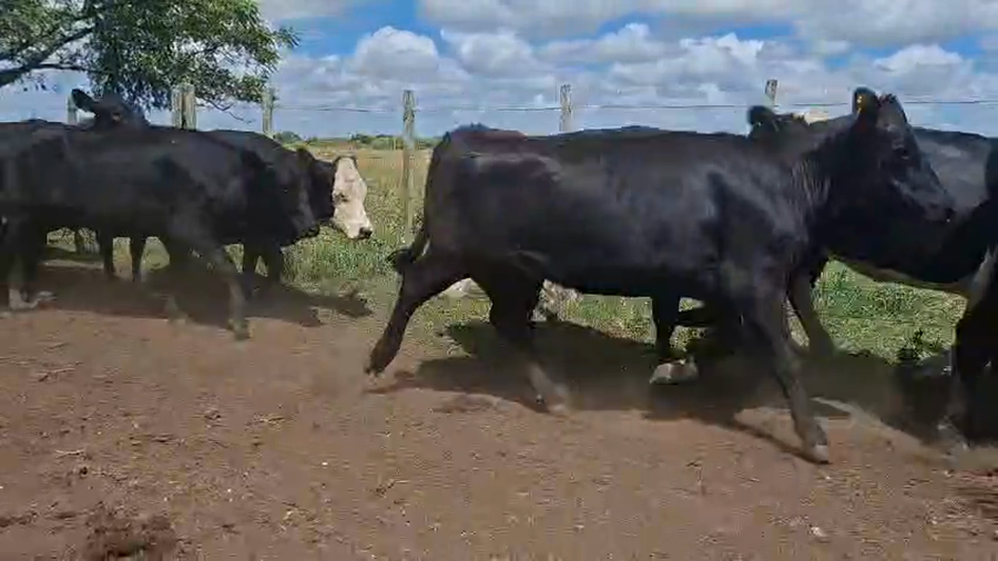 Lote VAQUILLONAS PREÑADAS