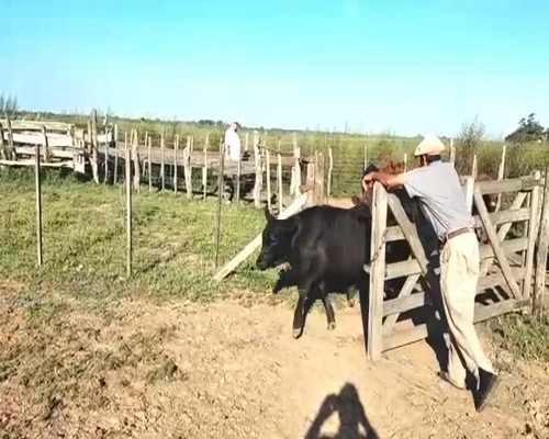 Lote 15 Terneros/as en Viamonte, Córdoba