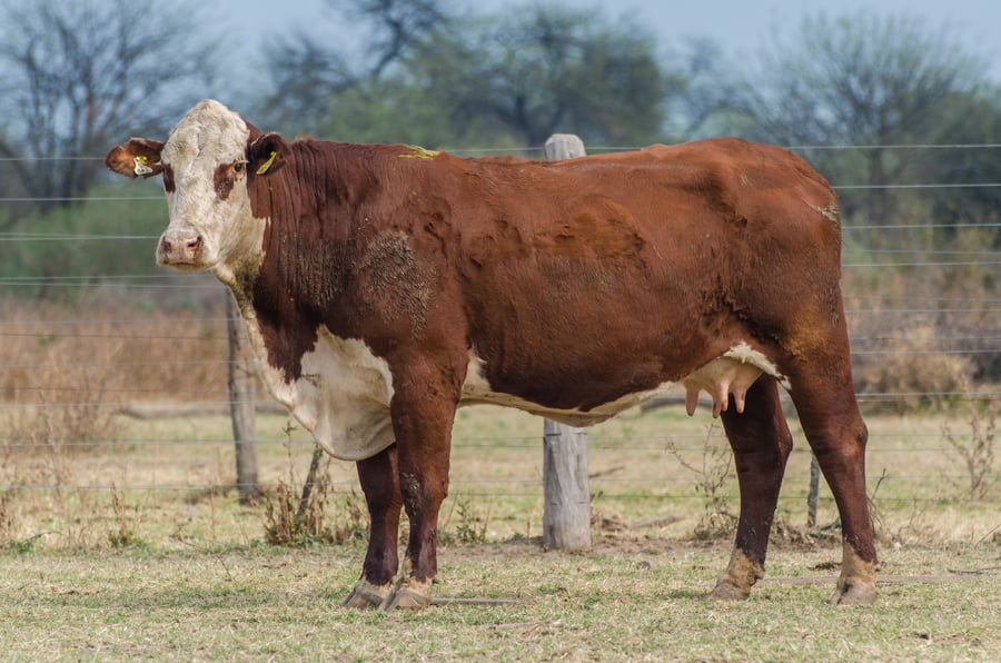 Lote Corral 53 - CABAÑA MILENA