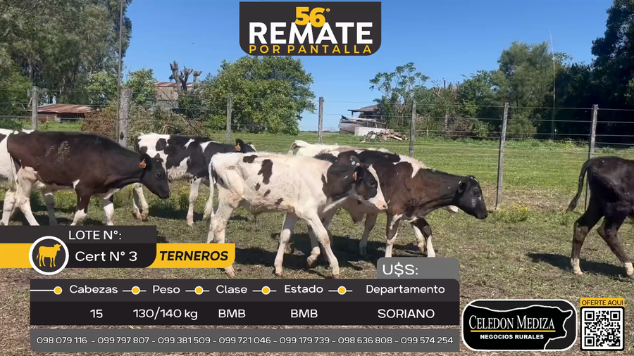 Lote 15 Terneros en Agraciada, Soriano