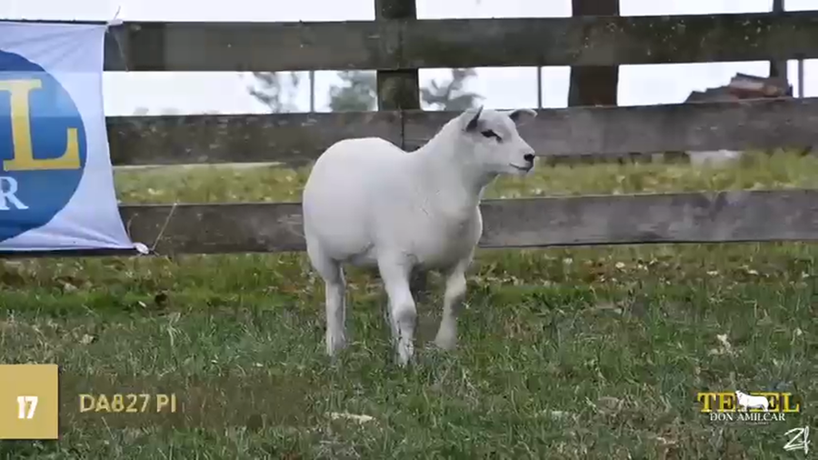 Lote Borregas a remate en Texel Don Amilcar y Villa Olivar, Cerro Largo
