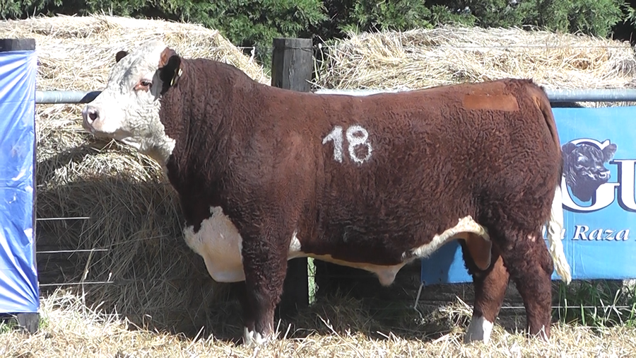 Lote TOROS P. HEREFORD PURO REGISTRADO