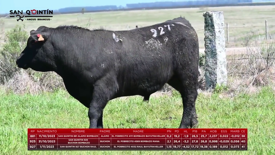 Lote LOTE 6 - ABERDEEN ANGUS PI