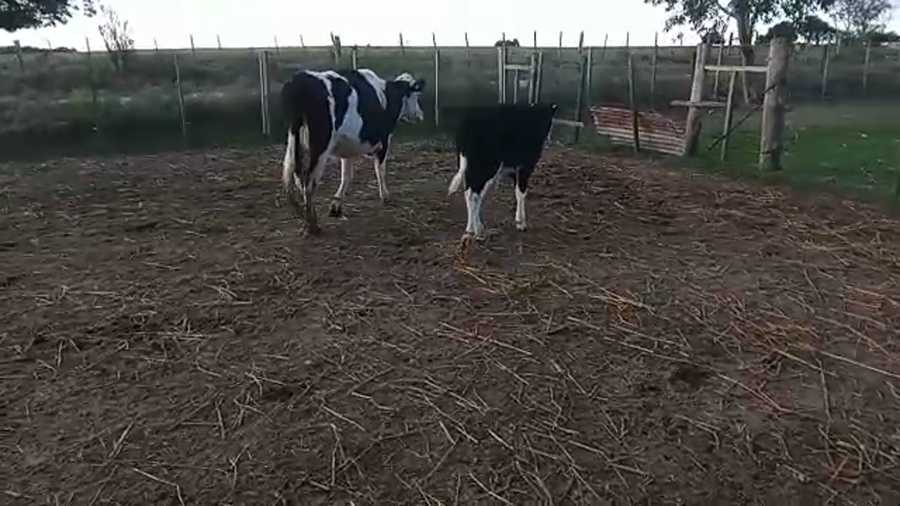 Lote 2 Piezas de cría HEREFORD Y HOLANDO a remate en PANTALLA CAMY 370kg - , San José