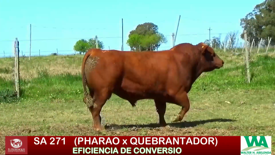 Lote Toros a remate en ANGUS EL REBENQUE, Florida