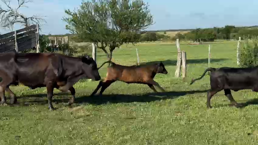 Lote 24 Vacas CUT con cría