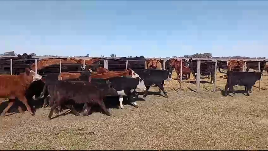 Lote 27 Terneros/as en Bolívar, Buenos Aires