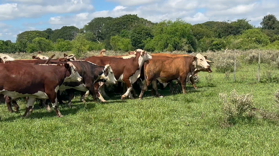 Lote 35 Novillitos en Corrientes, Goya