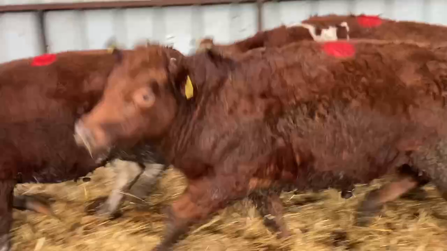 Lote 22 Novillo Gordo en XIV Región Los Ríos, Río Bueno