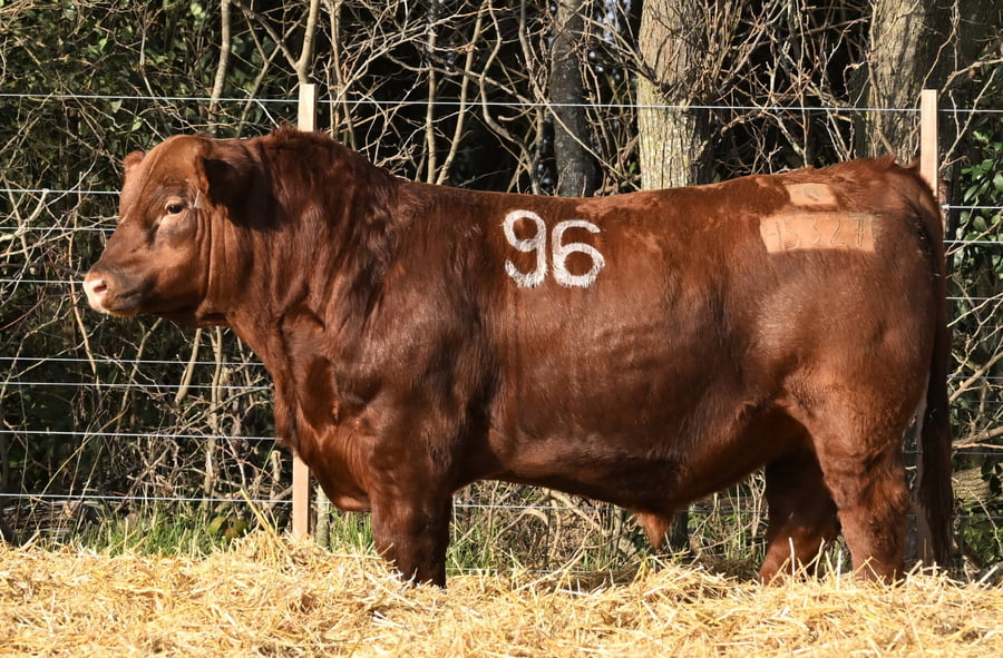 Lote TOROS ANGUS PC