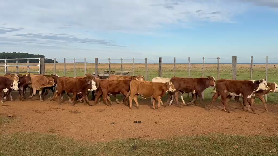 Lote 126 Terneros en Corrientes, Santo Tomé
