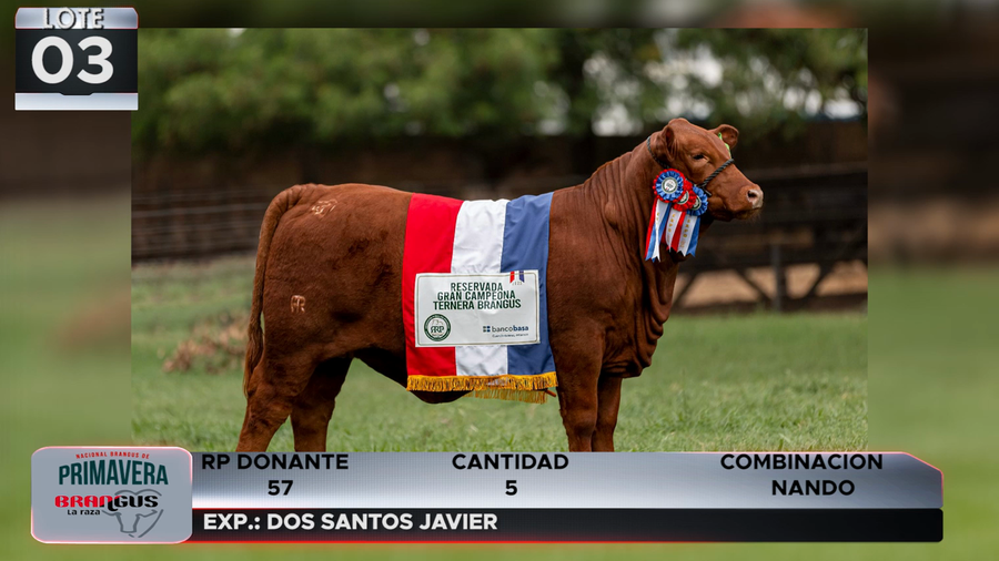 Lote LOTE 3