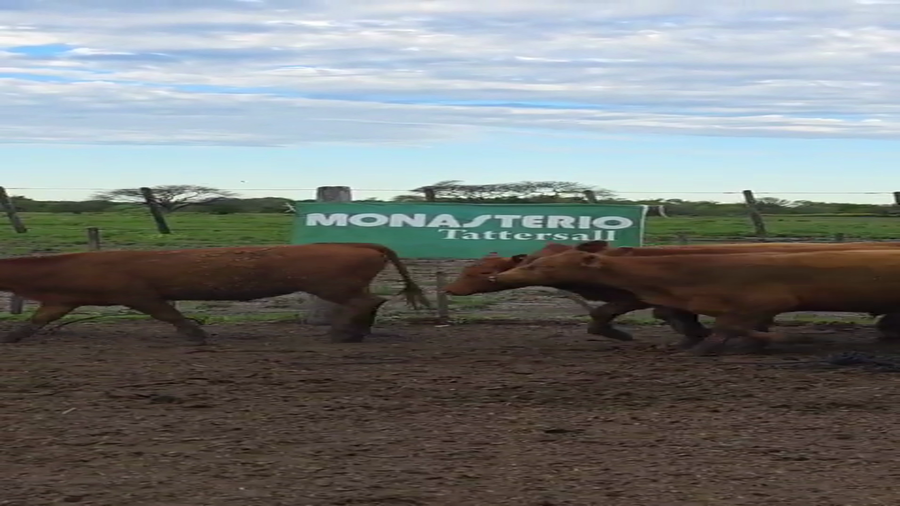 Lote 70 Terneros en Entre Ríos, Villaguay