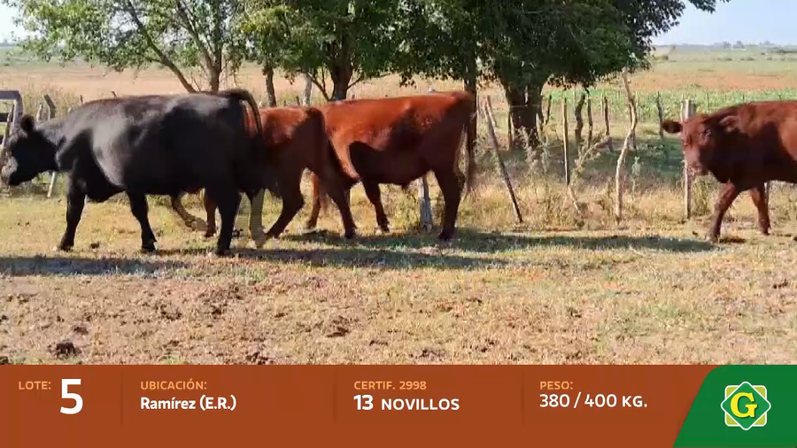 Lote Novillos en Ramirez
