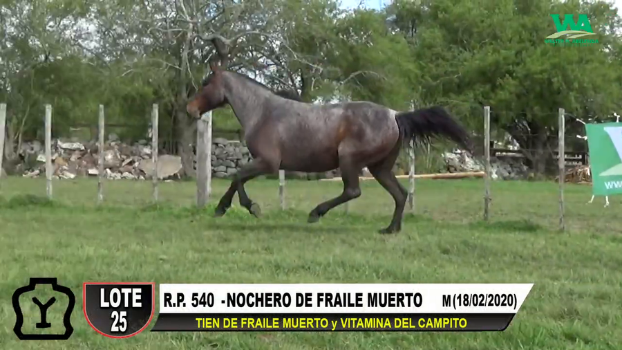 Lote NOCHERO DE FRAILE MUERTO