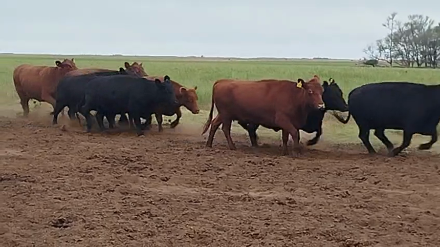 Lote 100 Vaca Consumo y exportación en Villa Valeria, Córdoba