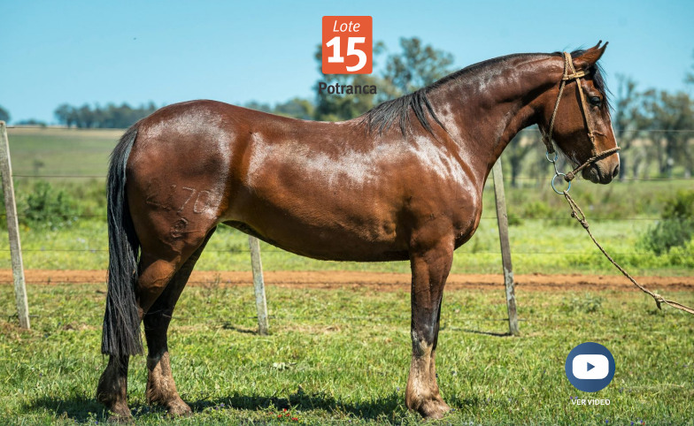 Lote DEL SILENCIO VAGABUNDA