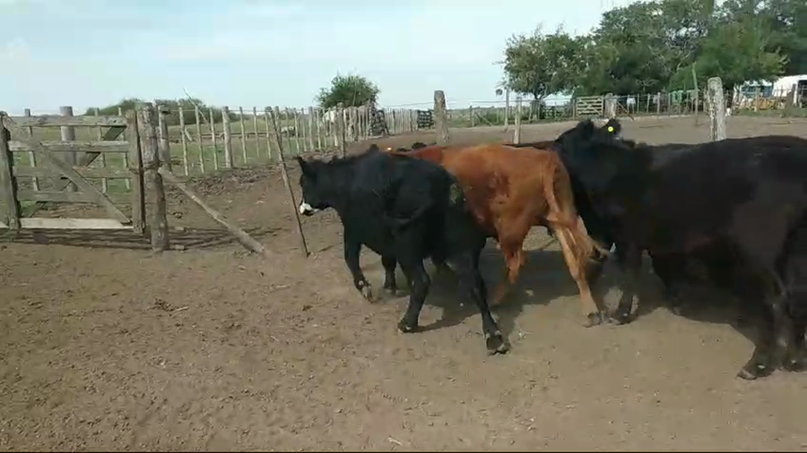 Lote 19 Novillitos en Magdalena, Buenos Aires