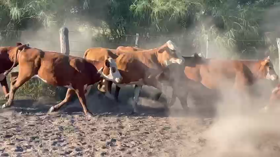 Lote 100 NOVILLITOS Y VAQUILLONAS BRAFORD EN TOSTADO, SANTA FE