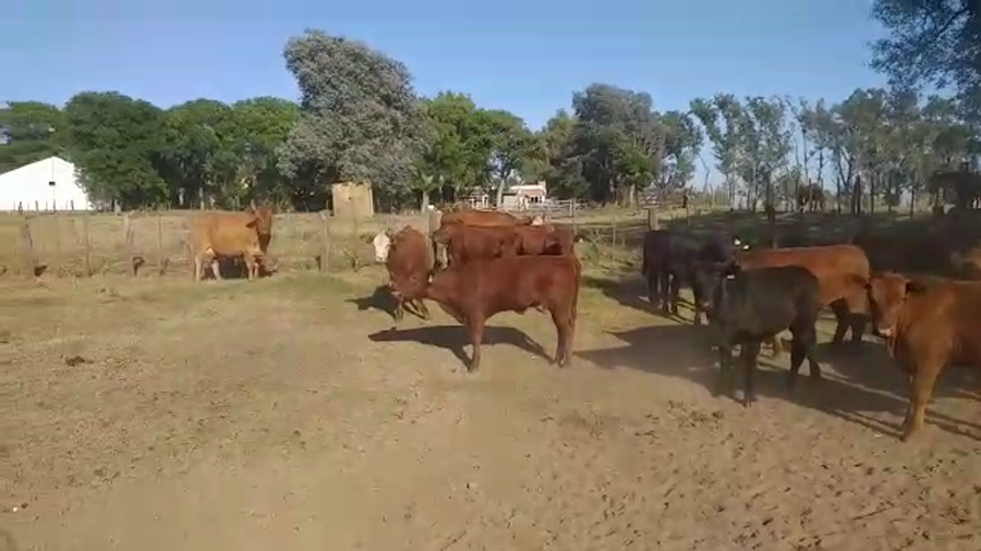 Lote 35 Terneros/as en Junín, Buenos Aires